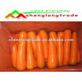 culture chinoise de carotte rouge 2011 (propre ferme et fabricant)